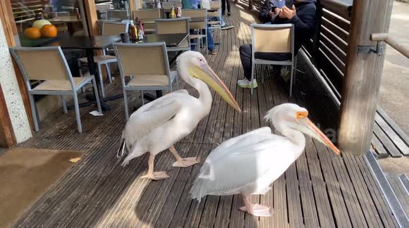 Mischievous pelicans visit the cafe in St James’s Park in central London