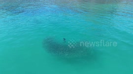 Western Cape Seal chasing bait