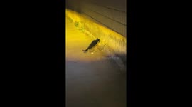 Curious kitten distracted by car horn while exploring in Fujian, China