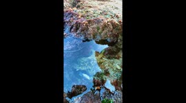 Beachgoer’s magical encounter as octopus reaches out for a gentle high-five at Ocean Beach