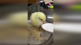 India: Tiny Chick Rescued From Trash Heap Now Thrives In Loving Home