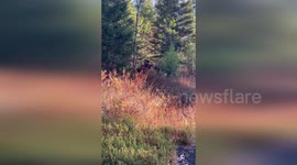 Herd of moose seen foraging alongside railway tracks through Adirondack Mountains