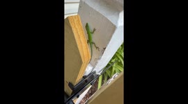 Atlanta's Green Anole Greeter: A Colorful Lizard on Fence Duty