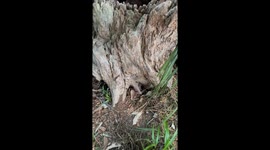 Tasmanian devil growls from tree trunk in Helensburgh, Australia