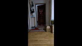 Stray cat cautiously explores new home in Shandong, China