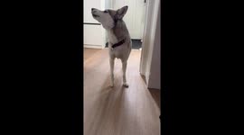 Husky shower time!! No No No