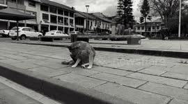 Pequeña reflexión de como la vida rural puede trae consigo un cambio en la cotidianidad de lo urbano.