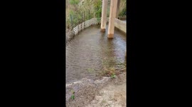 Backyard flooding from high tide in Emerald Isle, North Carolina