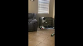 Dog Escapes Out of Crate