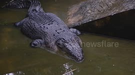 Terrifying Predation: Giant Crocodile Trapped and Hunted