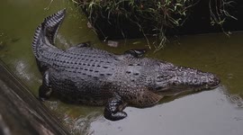 Terrifying Predation: Giant Crocodile Trapped and Hunted