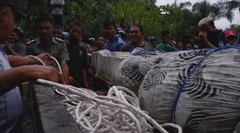Terrifying Predation: Giant Crocodile Trapped and Hunted