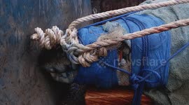 Terrifying Predation: Giant Crocodile Trapped and Hunted