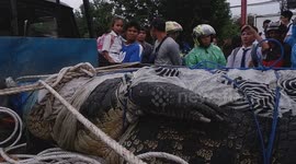 Terrifying Predation: Giant Crocodile Trapped and Hunted