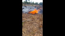 The devastating effects of bush fires on climate change