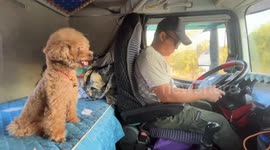 Dog keeps balance during sudden truck brake in Heilongjiang, China