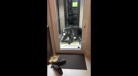 Curious bear explores backyard in Vancouver, Canada