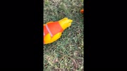 Dog looks guilty after owner finds broken plastic chicken in Queensland, Australia