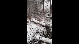 Mountain lion narrowly passes hiker near Saint Regis Mountain, New York, USA