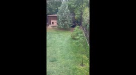 Wild boars startled by barking dog retreat to forest in Sestroretsk, Russia