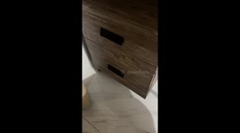 Persian cat emerges from closed bedroom drawer