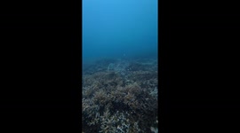 Fish seen catching ride on the back of turtle underwater