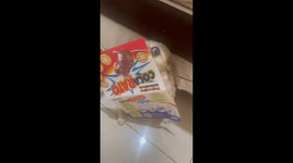 Viral Shih Tzu Video - Over 5 Million Views on Instagram