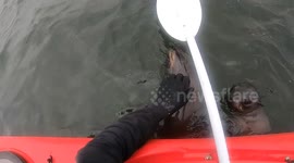 Curious seals swim up to kayaker for chin scratches