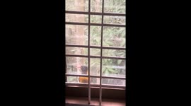 Yellow and Black Bird Keeps Attacking My Glass Window!!