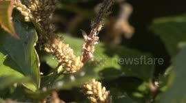 Predator, prey and honeydew.  A glimpse into the biology of aphid-infested rose bushes