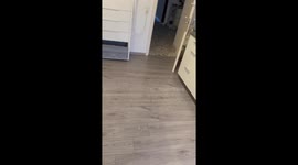 Adorable family lunch with their cat in Wabern, Germany