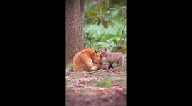Red fox family shares tender moment at Montréal Botanical Garden, Canada
