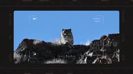 China: Xinjiang photographers record expanded activity range of wild animals