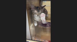 Heartbreaking Plea: This Pet Store Cat Just Wants a Home Soon As Possible!