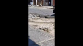 This found-footage video captures an everyday urban scene: three pigeons—two dark and one white—bathing in a puddle of water on the side of a busy street. As the birds splash and preen, indifferent to their surroundings, traffic, including auto-rickshaws 
