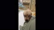 temp