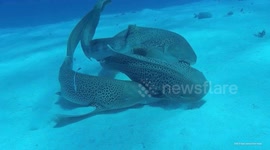 UNCAPTIONED: Lazy Lovers! Leopard Sharks Filmed Mating For The First Time