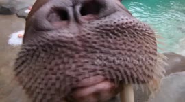 Walruses eat Halloween snacks at zoo in Washington