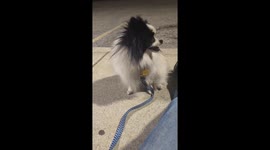 Waiting Woes: Bandit's Sad Reaction to Mom's Grocery Trip