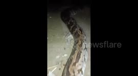 Pakistan: 25-Foot Python Killed After Entering Poultry Factory Near Kamoke