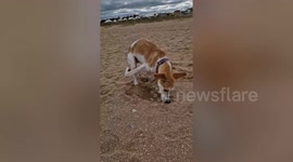 Couple drive 5,000 miles to bring Moroccan rescue pup home after being hit by car