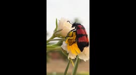 Stunning red black Blister Beetle enjoying the bloom in kids park!
