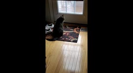 Cat talks to owner after seeing bird