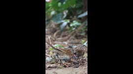 Dunnock Mating Secrets: Witness Rare Sperm Competition in Action! Ever thought birds were boring? Think again!