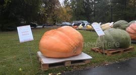 Giant pumpkin “Klementyna” crowned heaviest at annual competition in Poland