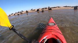 Namibian kayak guide races onto beach to set free seal pup entangled in fishing line