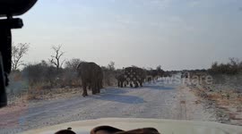 rare and spectacular moment when a herd of elephants walk past a tour vehicle in Etosha National Park in Namibia