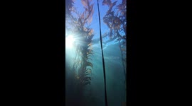 Stunning video beneath the surface looking up into the vibrant kelp forests off the coast of British Columbia Canada