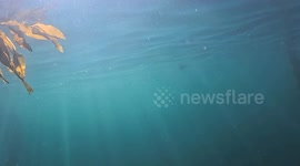 Ocean Hunter: Witness a Cormorant's Incredible Underwater Dive into the depths of the Pacific Ocean.