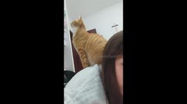 Cat’s jump causes bedding mishap in Hebei, China